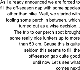 As I already announced we are forced to fill the off-season gap with some species other than pike. Well, we started with
 fooling some perch in between, which 
turned out as a wise decision...
The trip to our perch spot brought 
some really nice lunkers up to more
than 50 cm. Cause this is quite
seldom this seems to fill  the
off-season gap quite good
until now.Let‘s see what 
comes next!